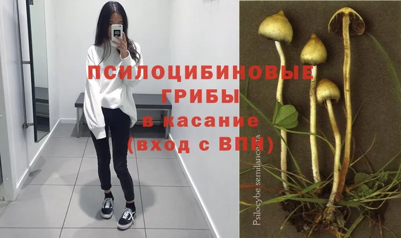 Галлюциногенные грибы Psilocybe  что такое   блэк спрут ссылка  Барыш 